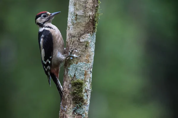 Gran pájaro carpintero manchado —  Fotos de Stock