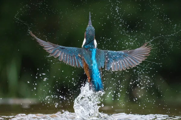 İngiliz Kingfisher kuş