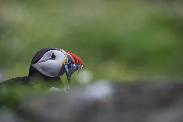 大西洋 puffin 鳥 — ストック写真