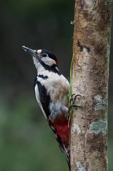 Gran pájaro carpintero manchado —  Fotos de Stock