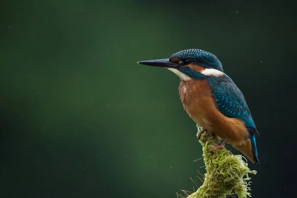 Brittiska Kingfisher fågel — Stockfoto