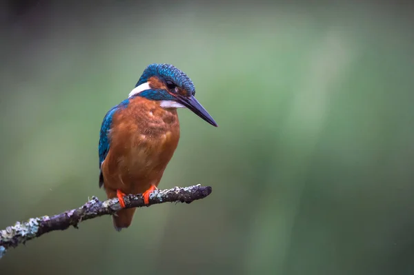 Brittiska Kingfisher fågel — Stockfoto