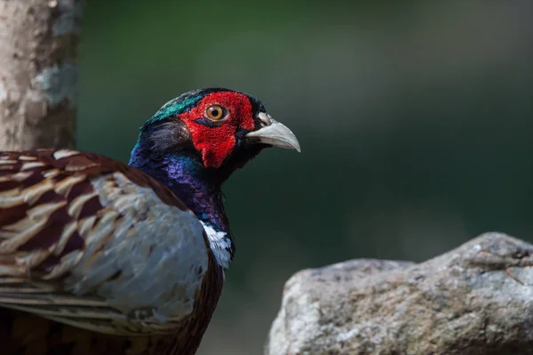 Pájaro urogallo rojo — Foto de Stock