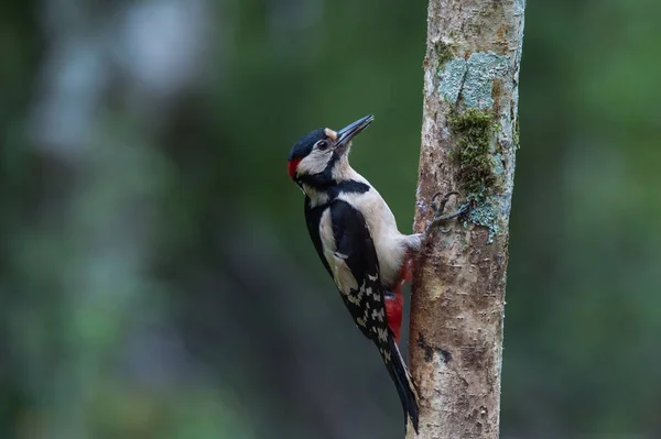 Gran pájaro carpintero manchado —  Fotos de Stock