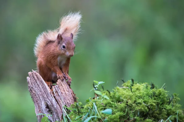 Ekorre på nära håll — Stockfoto