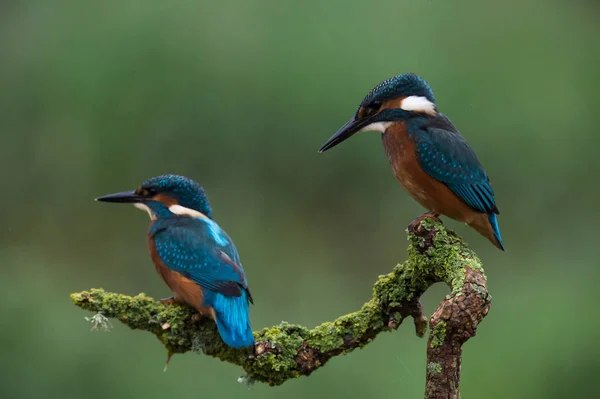 İngiliz kingfisher kuşlar
