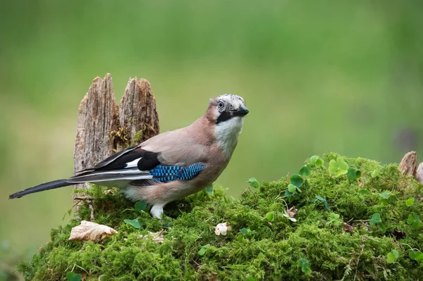 Bayağı alakarga kuş