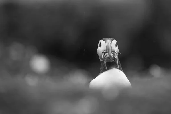 Papuchalk bělobradý pták — Stock fotografie