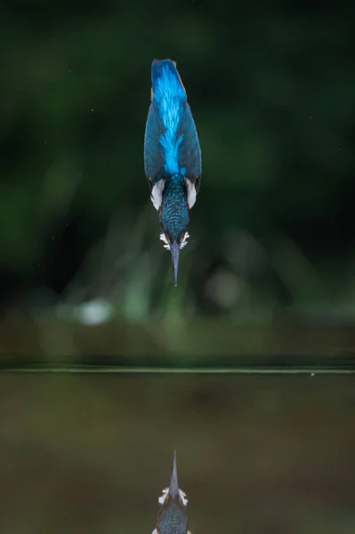 Kingfisher britannique oiseau — Photo