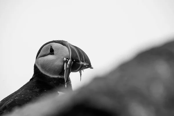 Papuchalk bělobradý pták — Stock fotografie