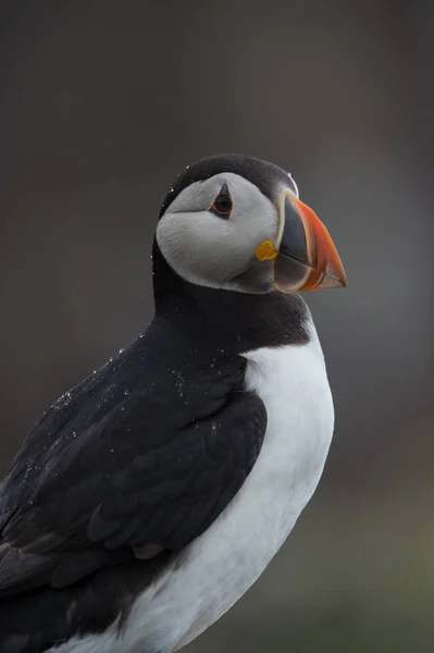 Ατλαντικού puffin πουλί — Φωτογραφία Αρχείου