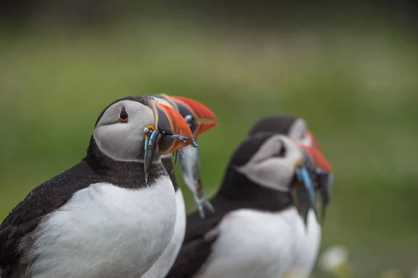 Atlantik puffins kuşlar