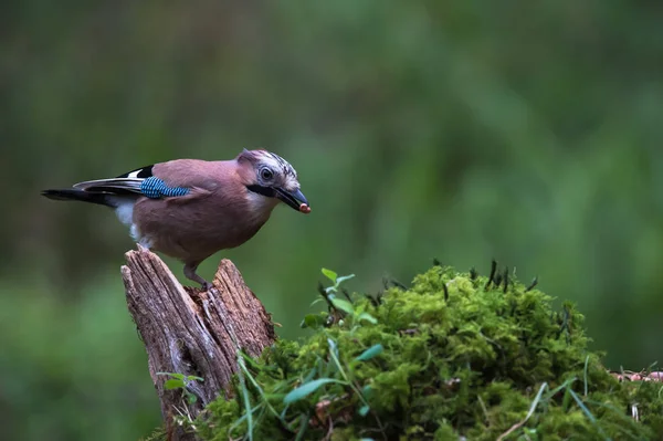 Eurasia jay pájaro — Foto de Stock