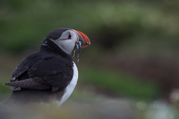 Ατλαντικού puffin πουλί — Φωτογραφία Αρχείου