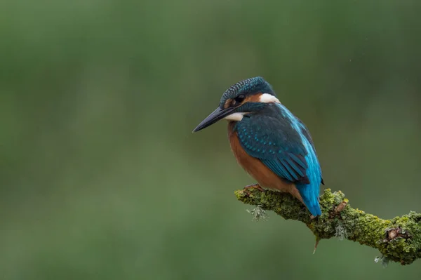 Brittiska Kingfisher fågel — Stockfoto