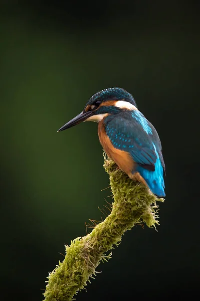 Britské Kingfisher pták — Stock fotografie