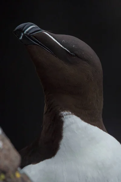 オオハシウミ ガラスの鳥をクローズ アップ — ストック写真