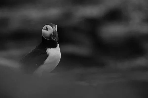 Pássaro de puffin atlântico — Fotografia de Stock