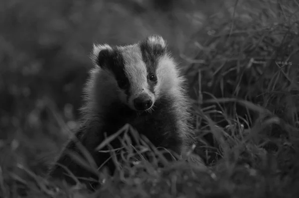 Britse Badger close-up — Stockfoto