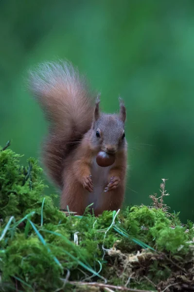 Ekorre på nära håll — Stockfoto