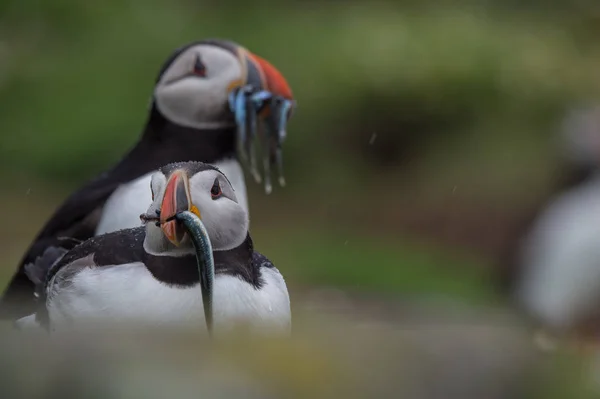Atlantik puffins kuşlar
