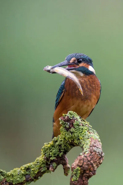 Kingfisher britannique oiseau — Photo