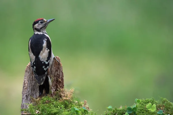 Gran pájaro carpintero manchado —  Fotos de Stock