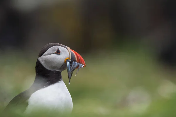 大西洋 puffin 鳥 — ストック写真