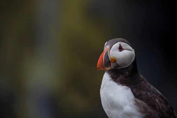 Papuchalk bělobradý pták — Stock fotografie