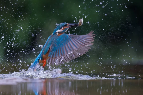 İngiliz Kingfisher kuş