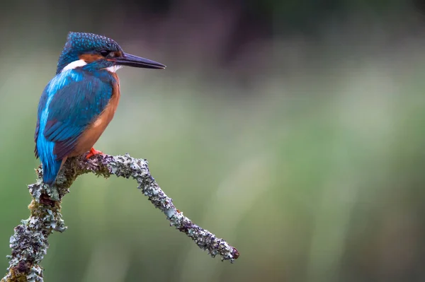 Brittiska Kingfisher fågel — Stockfoto