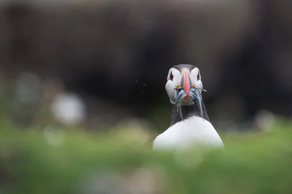 Атлантическая пуффиновая птица — стоковое фото