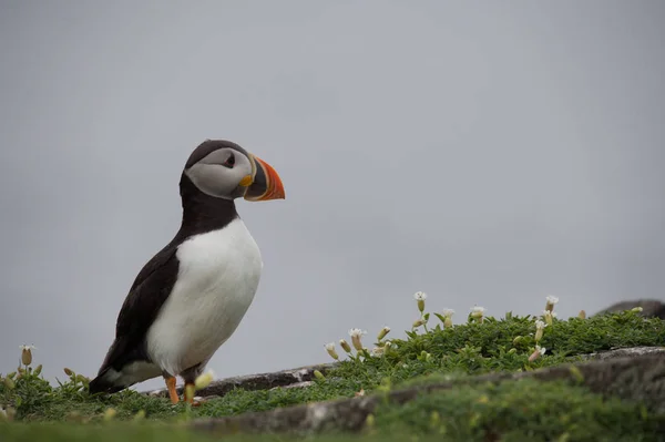 Ατλαντικού puffin πουλί — Φωτογραφία Αρχείου