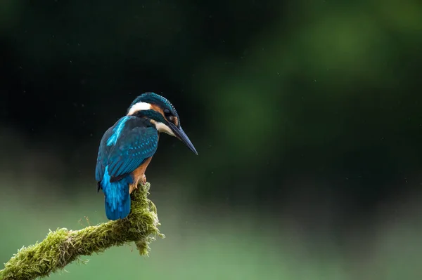 Brittiska Kingfisher fågel — Stockfoto