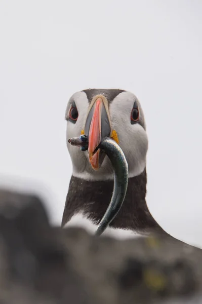 Pássaro de puffin atlântico — Fotografia de Stock