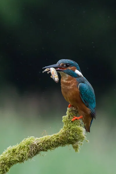İngiliz Kingfisher kuş