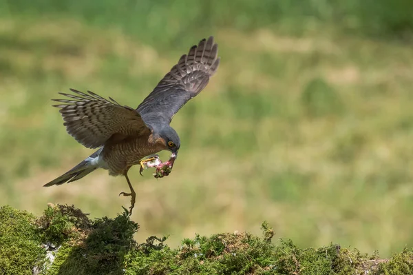 Sparrowhawk pássaro de perto — Fotografia de Stock