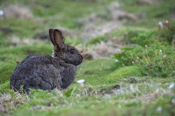 Lapin gros plan Images De Stock Libres De Droits