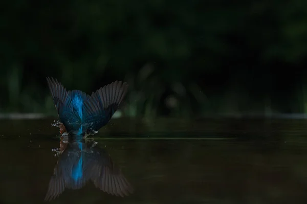 Kingfisher britannique oiseau Photos De Stock Libres De Droits