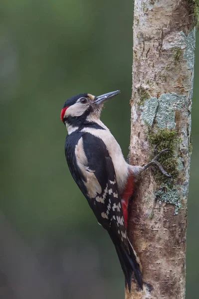 Gran pájaro carpintero manchado Imagen De Stock