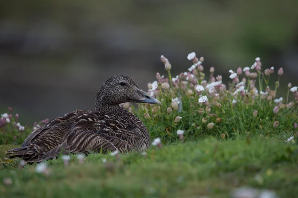 Kobieta kaczki Eider Zdjęcie Stockowe