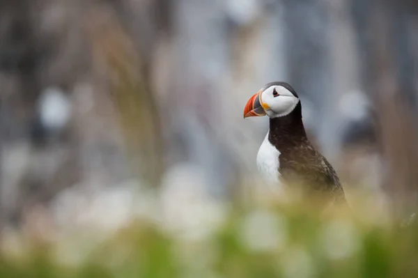 Aves del frailecillo atlántico Imágenes De Stock Sin Royalties Gratis