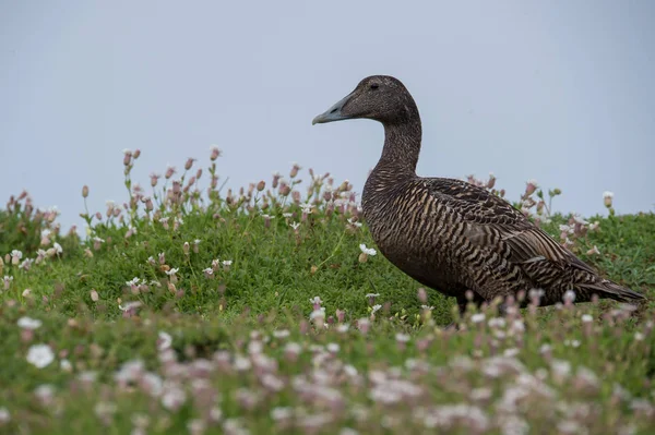 Kobieta kaczki Eider Obrazek Stockowy