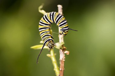 Lepidop sipariş üyeleri larva şeklinde tırtıllar