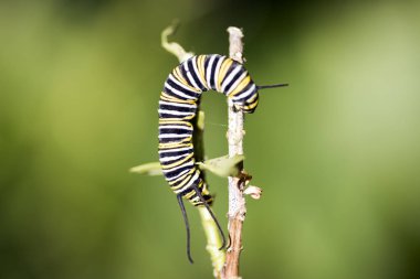 Lepidop sipariş üyeleri larva şeklinde tırtıllar