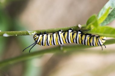 Lepidop sipariş üyeleri larva şeklinde tırtıllar