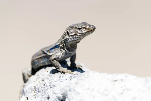 Tenerife, Kanarya Adaları tizon kertenkele. Gallotia galloti — Stok fotoğraf