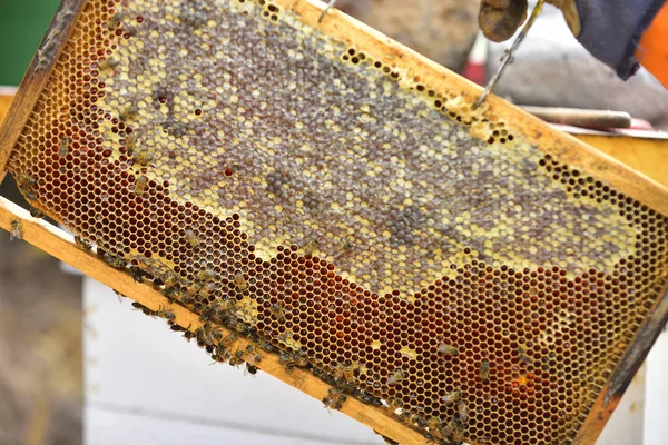蜂蜂の巣をシールのキャップ (細胞) のプロセス. — ストック写真