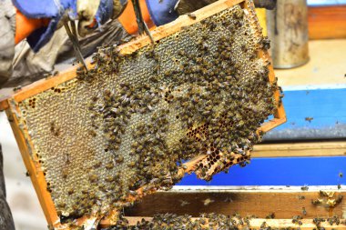 Bir kovan arı bir bölümü taraklar üzerinde kurulu.