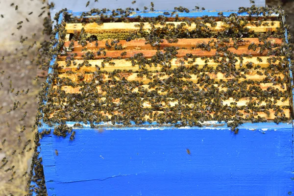 Bir kovan arı bir bölümü taraklar üzerinde kurulu.